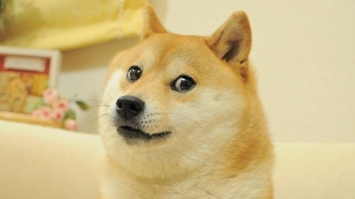 Doge Know Your Meme - cat and dog morph roblox