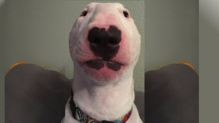 Meme Dog Face