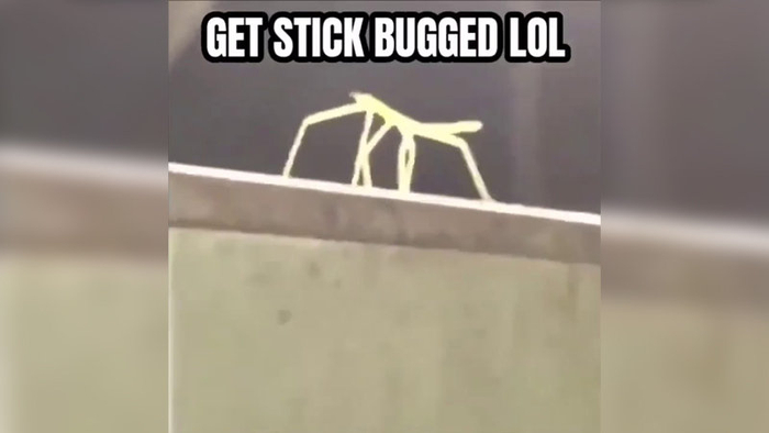 Get Stick Bugged Lol Know Your Meme - look animals stick bot roblox