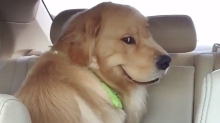 Smiling Dog / Evil Dog in Backseat | Know Your Meme