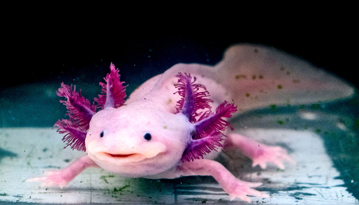 Axolotl Know Your Meme