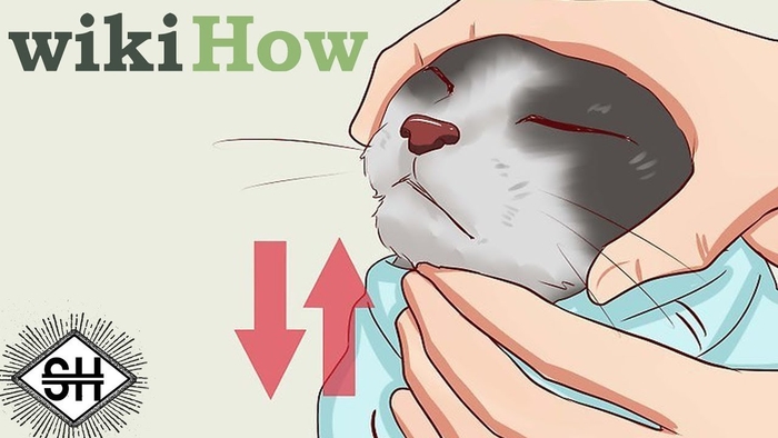 Wikihow Know Your Meme