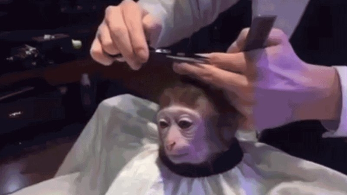 Monkey Haircut | Know Your Meme
