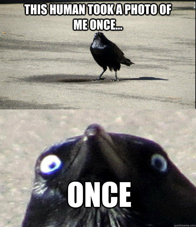 Insanity Crow | Know Your Meme