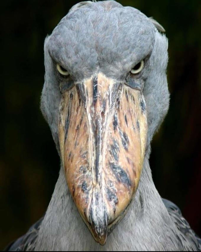 Shoebill Stork | Know Your Meme