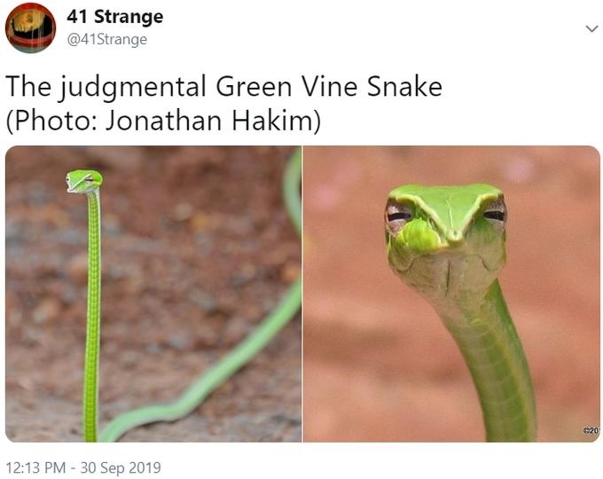 Skeptical Snake | Know Your Meme