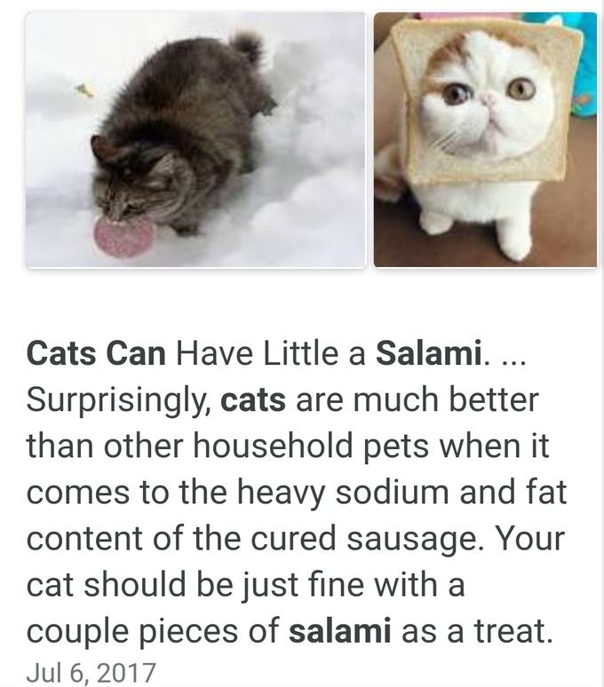 Cats Can Have a Little Salami | Know Your Meme