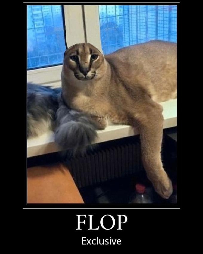 Big Floppa Know Your Meme, Cat In The Bathtub Urban Dictionary