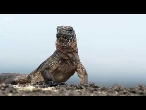 Planet Earth Iguana | Know Your Meme